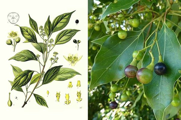 Cây long não - thảo dược lưu ý khi dùng thảo dược cho trẻ