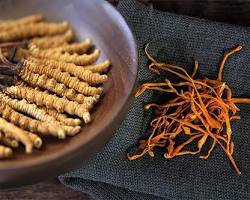 Những Loại Thảo Dược Quý Hiếm Và Công Dụng Tuyệt Vời Trong Đông Y