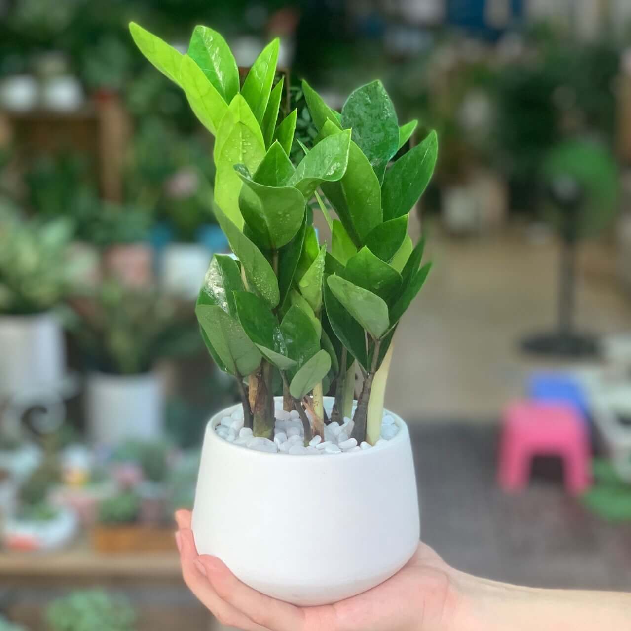 Top 5 Vật Phẩm Phong Thủy Hóa Giải Hướng Nhà Xấu Hiệu Quả Nhất