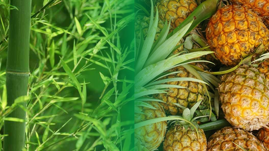 Dứa Và Tre: Ứng Dụng Trong Y Học Cổ Truyền Và Y Học Hiện đại